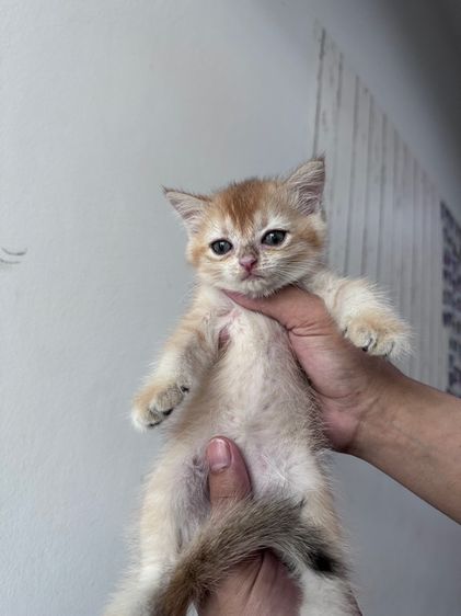 แมวบริตติชผสมสก๊อตติช รูปที่ 3