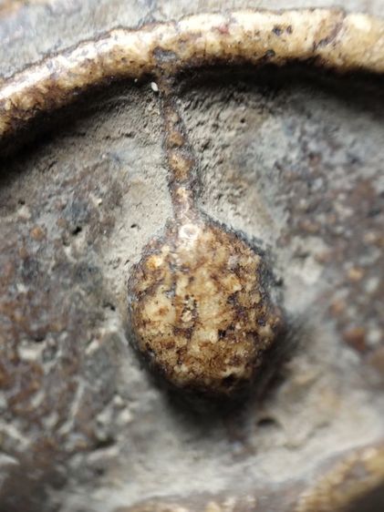 พระสมเด็จเก่าเก็บผิวหิ้งครับ รูปที่ 5