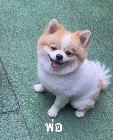 ปอมราคาถูก รูปที่ 2