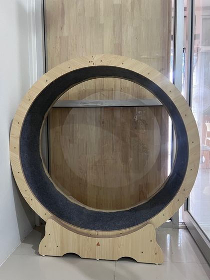 แมว  ลู่วิ่ง