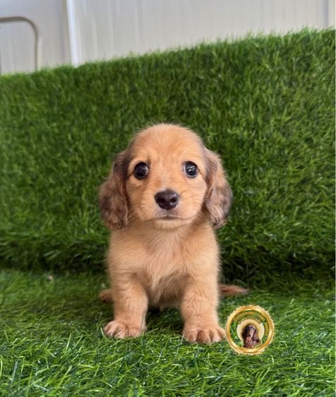 ดัชชุน (Dachshund) ดัชชุนขนยาว