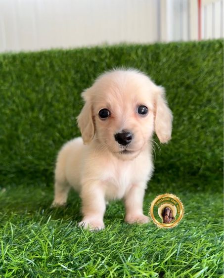 ดัชชุนขนยาว รูปที่ 2