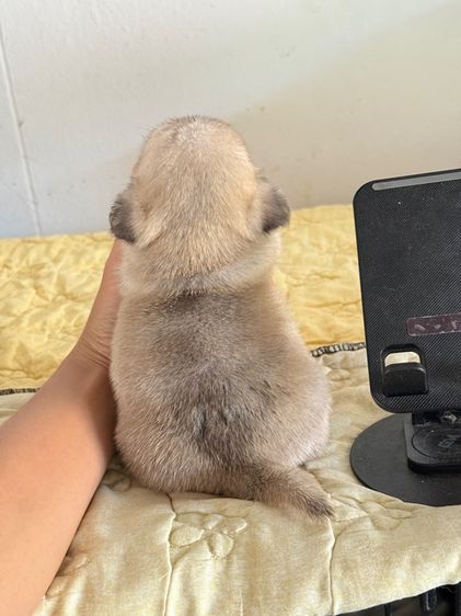 ปั๊กแท้  รูปที่ 4