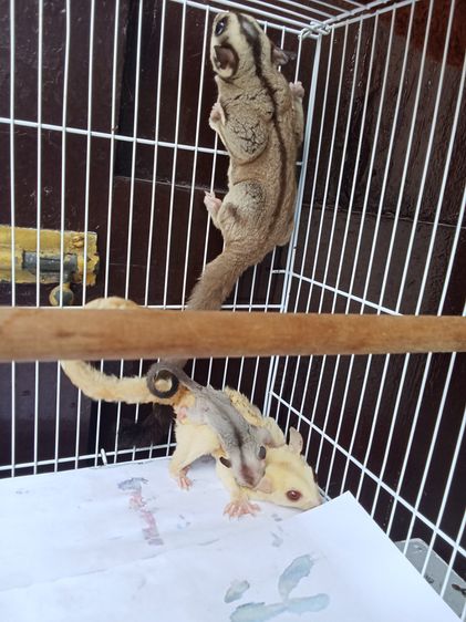 ชูการ์ไรเดอร์3ตัว พ่อแม่ลูก พร้อมกรง อุปกรณ์ รูปที่ 3