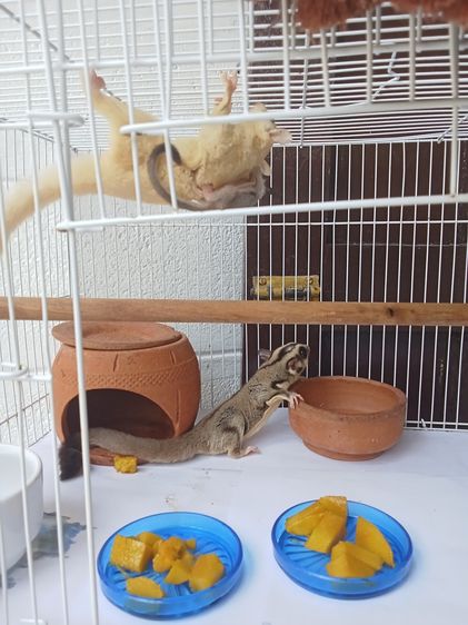 ชูการ์ไรเดอร์3ตัว พ่อแม่ลูก พร้อมกรง อุปกรณ์ รูปที่ 2