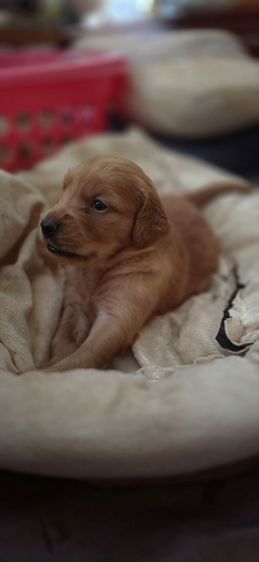 ขายลูกโกลเด้นวัย31วัน แบ่งหรือยกคอกได้ครับ รูปที่ 6