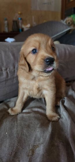 ขายลูกโกลเด้นวัย31วัน แบ่งหรือยกคอกได้ครับ รูปที่ 3