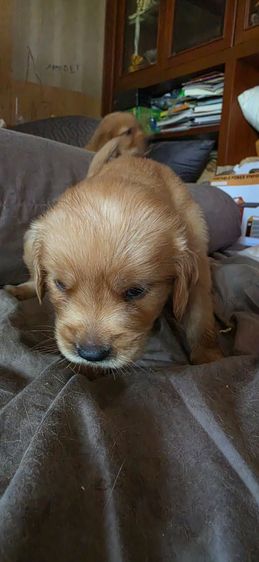 ขายลูกโกลเด้นวัย31วัน แบ่งหรือยกคอกได้ครับ