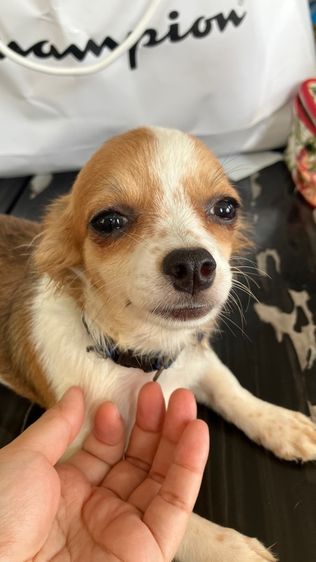 ชิวาวา 4 เดือน หญิง  รูปที่ 3