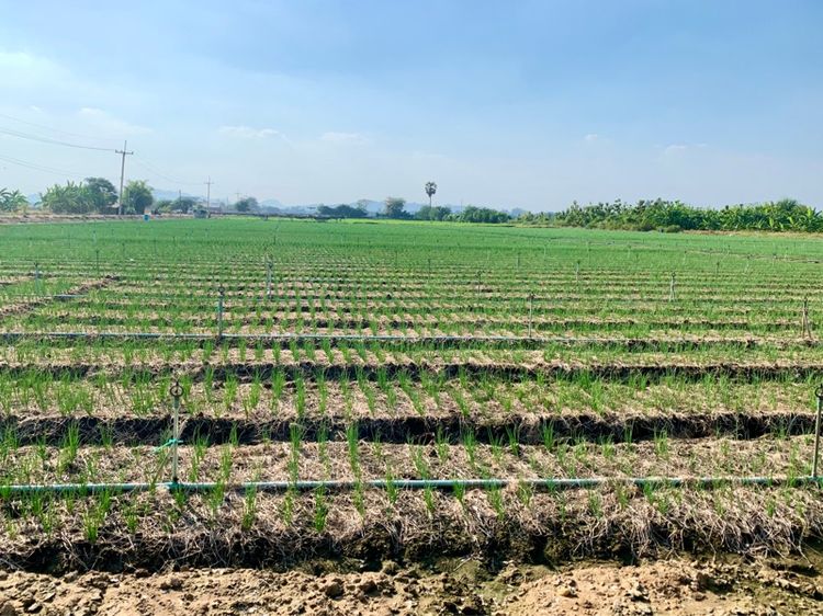 ที่ดินผืนใหญ่ทำเลดี10ไร่ โฉนดครุฑแดงพร้อมโอน ใกล้เทศบาลวังศาลา ท่าม่วง เข้าออกได้หลายทาง ติดถนนสาธารณะ ใกล้ทางด่วนM81 วิวสวย บรรยากาศดี รูปที่ 2