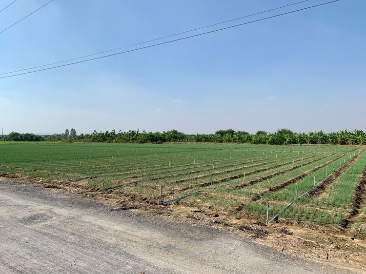 ที่ดินผืนใหญ่ทำเลดี10ไร่ โฉนดครุฑแดงพร้อมโอน ใกล้เทศบาลวังศาลา ท่าม่วง เข้าออกได้หลายทาง ติดถนนสาธารณะ ใกล้ทางด่วนM81 วิวสวย บรรยากาศดี รูปที่ 3