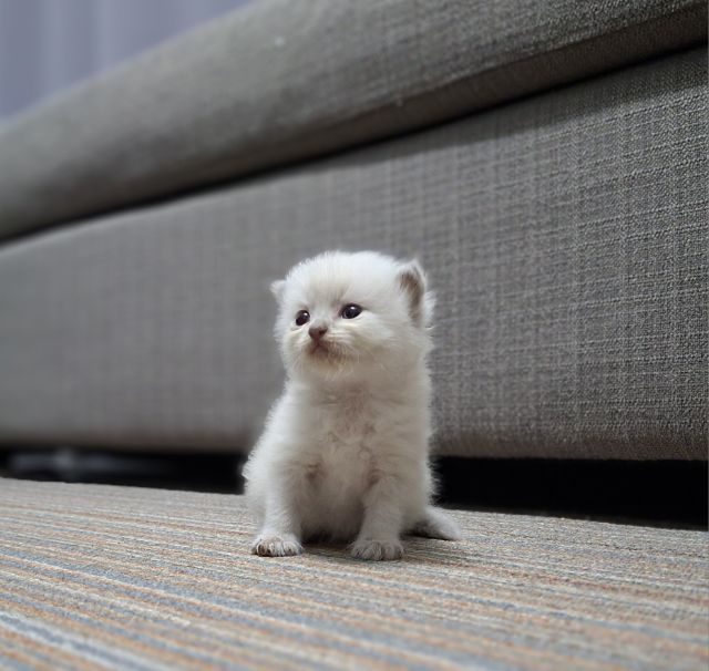 หาบ้านให้น้องแมวมั้นช์กิ้นหิมาลายันแต้มครบพ้อยท์สวยๆกลมน่ารักมากๆครับ รูปที่ 11