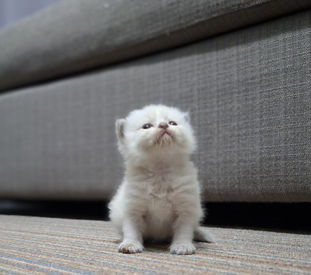 หาบ้านให้น้องแมวมั้นช์กิ้นหิมาลายันแต้มครบพ้อยท์สวยๆกลมน่ารักมากๆครับ รูปที่ 9