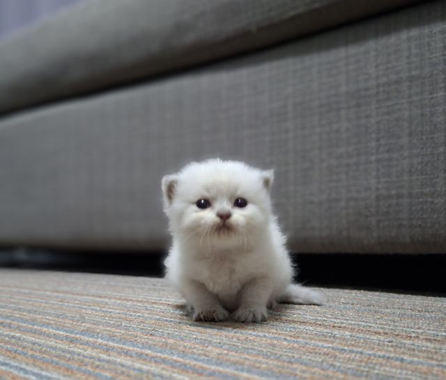 หาบ้านให้น้องแมวมั้นช์กิ้นหิมาลายันแต้มครบพ้อยท์สวยๆกลมน่ารักมากๆครับ รูปที่ 2