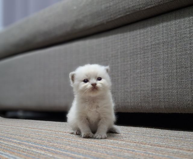 มันช์กิ้น (Munchkin) หาบ้านให้น้องแมวมั้นช์กิ้นหิมาลายันแต้มครบพ้อยท์สวยๆกลมน่ารักมากๆครับ