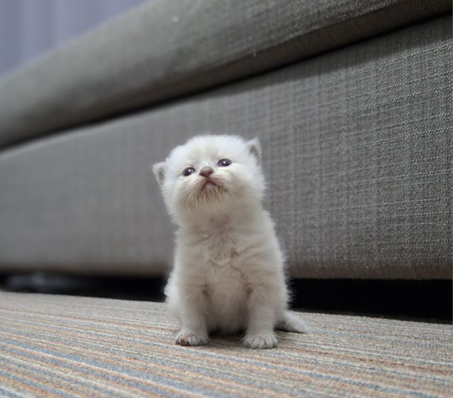 หาบ้านให้น้องแมวมั้นช์กิ้นหิมาลายันแต้มครบพ้อยท์สวยๆกลมน่ารักมากๆครับ รูปที่ 5