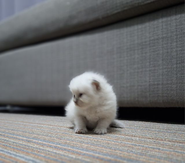 หาบ้านให้น้องแมวมั้นช์กิ้นหิมาลายันแต้มครบพ้อยท์สวยๆกลมน่ารักมากๆครับ รูปที่ 6