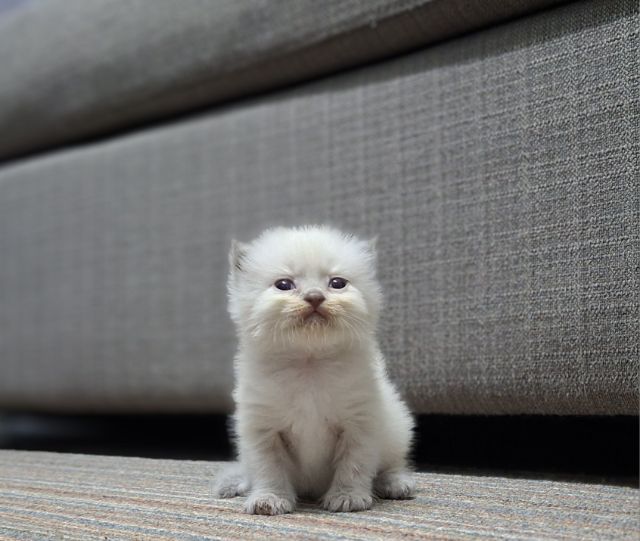 มันช์กิ้น (Munchkin) หาบ้านให้น้องแมวมั้นช์กิ้นหิมาลายันแต้มครบพ้อยท์สวยฟอร์กลมๆน่ารักมากๆ