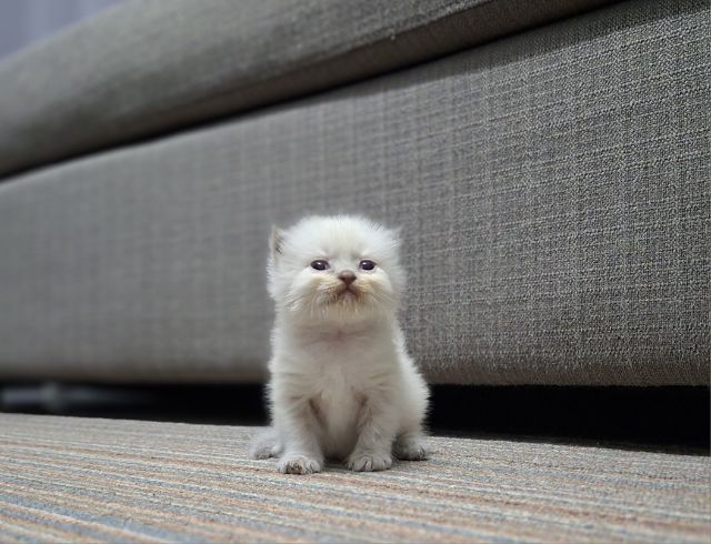 หาบ้านให้น้องแมวมั้นช์กิ้นหิมาลายันแต้มครบพ้อยท์สวยฟอร์กลมๆน่ารักมากๆ รูปที่ 8