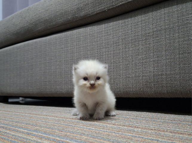 หาบ้านให้น้องแมวมั้นช์กิ้นหิมาลายันแต้มครบพ้อยท์สวยฟอร์กลมๆน่ารักมากๆ รูปที่ 2