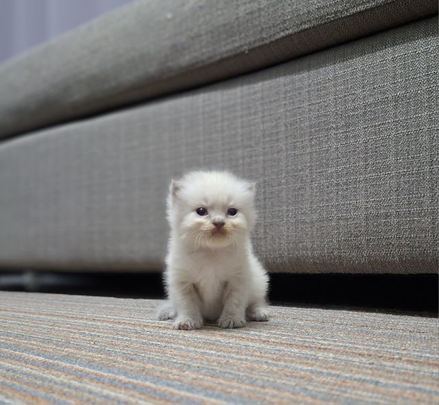 หาบ้านให้น้องแมวมั้นช์กิ้นหิมาลายันแต้มครบพ้อยท์สวยฟอร์กลมๆน่ารักมากๆ รูปที่ 9