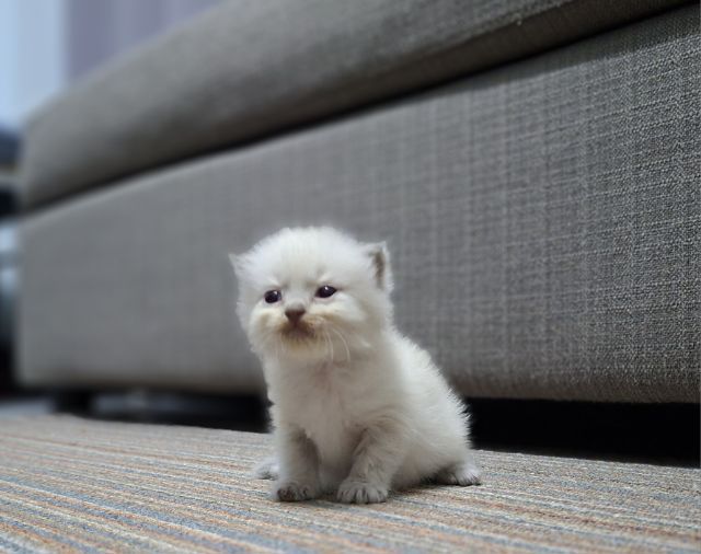 หาบ้านให้น้องแมวมั้นช์กิ้นหิมาลายันแต้มครบพ้อยท์สวยฟอร์กลมๆน่ารักมากๆ รูปที่ 6