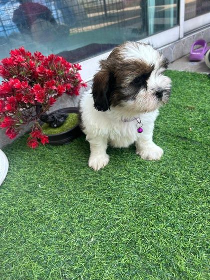 ชิสุแท้ รูปที่ 4