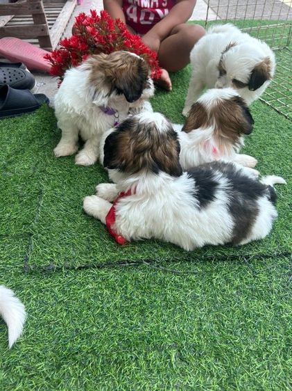 ชิสุแท้ รูปที่ 3