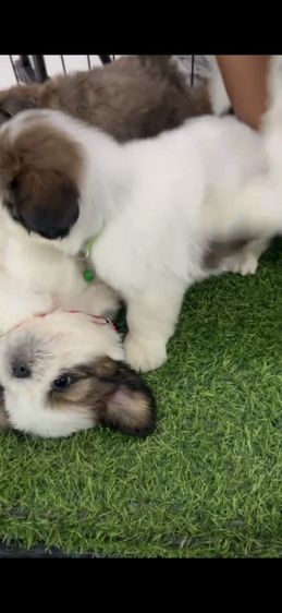 ชิสุแท้ รูปที่ 5