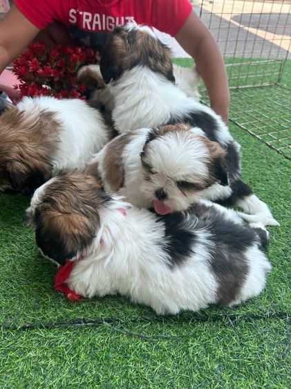 ชิสุแท้ รูปที่ 2