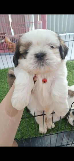 ชิสุแท้