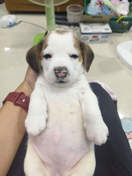 ลูกสุนัขบีเกิ้ลแท้ เพศหญิง  อายุ 2 เดือน รูปที่ 2