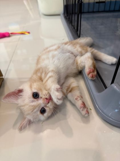 ย้ายบ้านให้น้องแมว รูปที่ 4