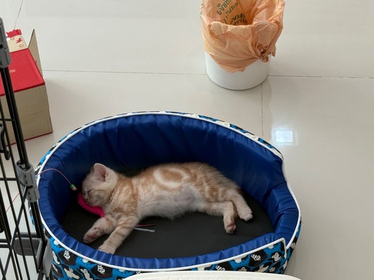ย้ายบ้านให้น้องแมว
