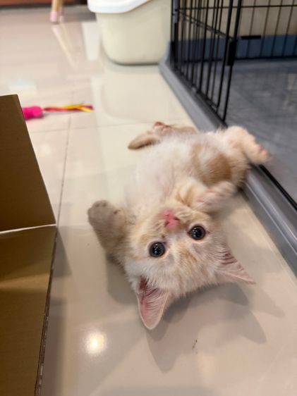 ย้ายบ้านให้น้องแมว รูปที่ 2