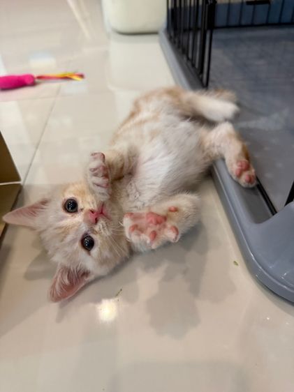 ย้ายบ้านให้น้องแมว รูปที่ 3