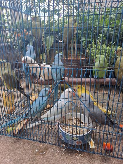 ขายนกแก้วริงเนท รูปที่ 2