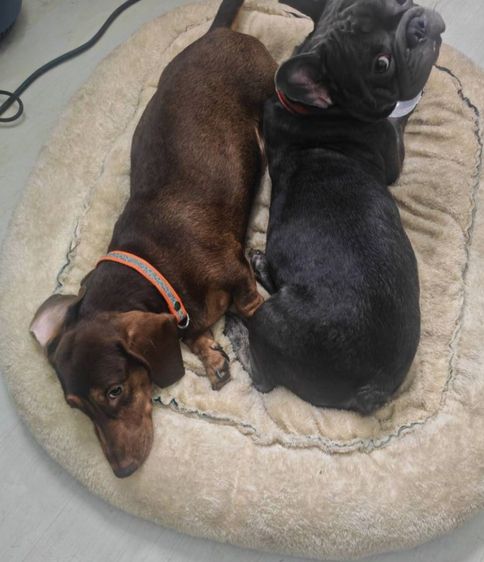 น้องเฟรนบูลด็อก ชาย 1 ขวบ สีบลู (เทา) รูปที่ 9