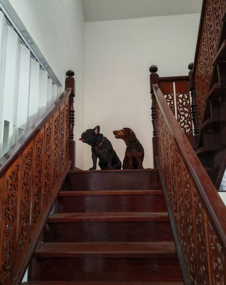 น้องเฟรนบูลด็อก ชาย 1 ขวบ สีบลู (เทา) รูปที่ 11