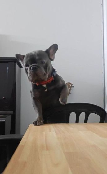 น้องเฟรนบูลด็อก ชาย 1 ขวบ สีบลู (เทา) รูปที่ 2