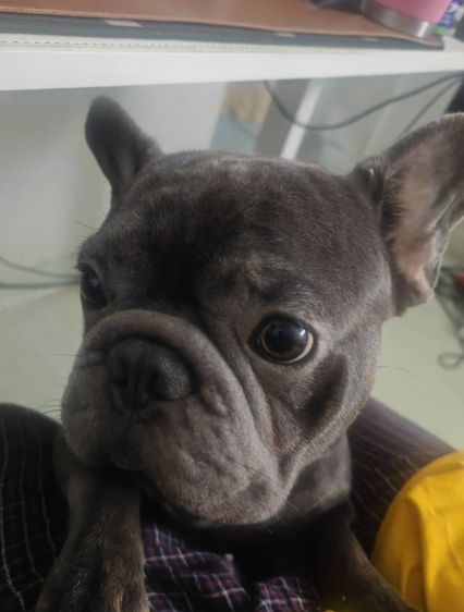 เฟรนช์ บูลด็อก (French Bulldog) เล็ก น้องเฟรนบูลด็อก ชาย 1 ขวบ สีบลู (เทา)