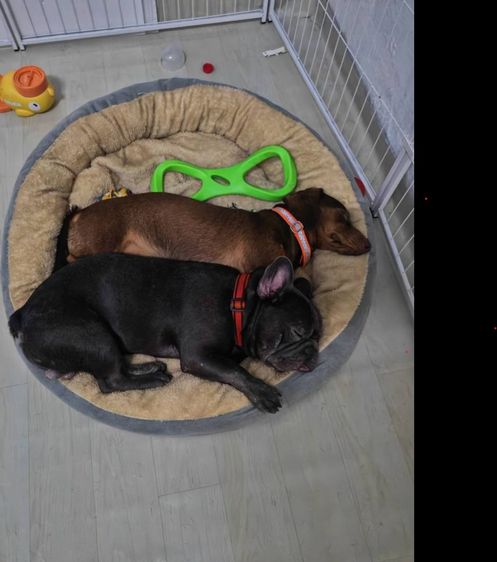 น้องเฟรนบูลด็อก ชาย 1 ขวบ สีบลู (เทา) รูปที่ 6