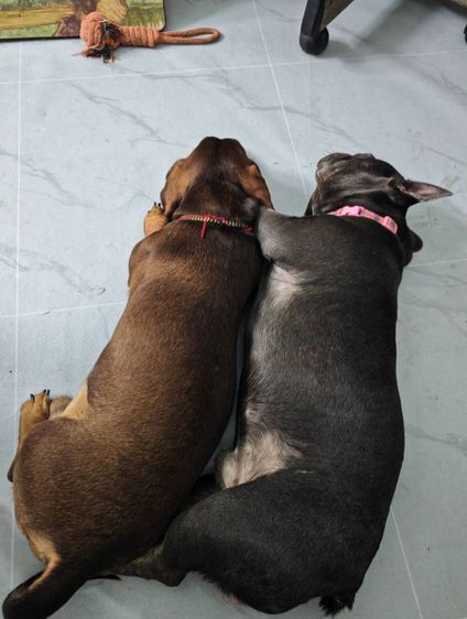 น้องเฟรนบูลด็อก ชาย 1 ขวบ สีบลู (เทา) รูปที่ 10