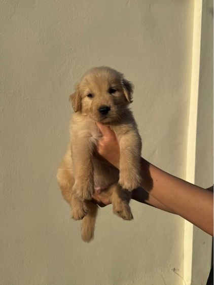 โกลเด้น รูปที่ 4