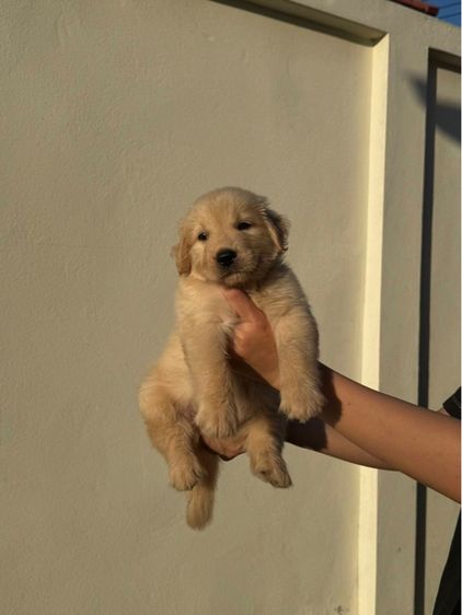 โกลเด้น รูปที่ 3