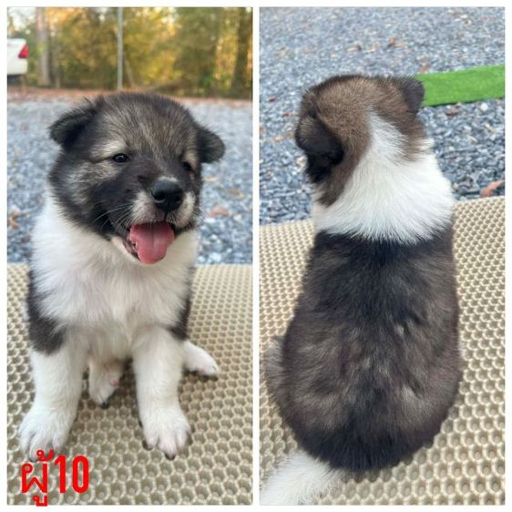 บางแก้วแท้สวยฯ ทำวัคซีนให้พร้อมใบเพ็คส่งฟรีกทม,ปริมณฑล รูปที่ 2