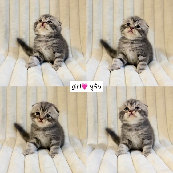 Scottish Fold รูปที่ 6