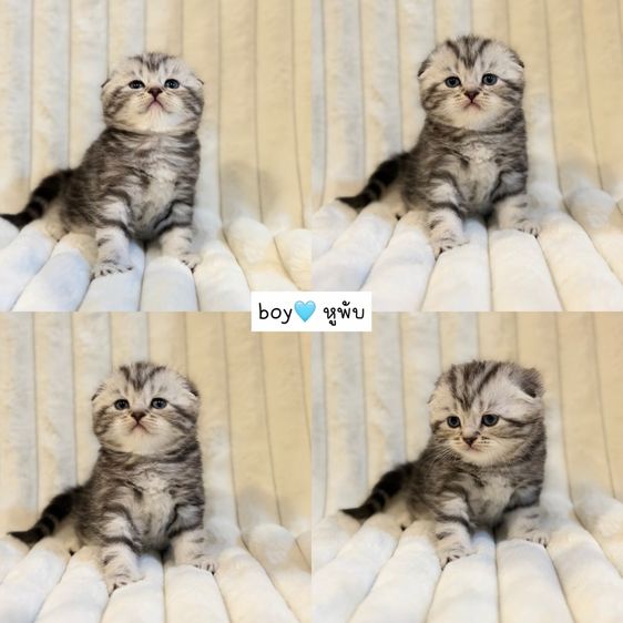 Scottish Fold รูปที่ 7