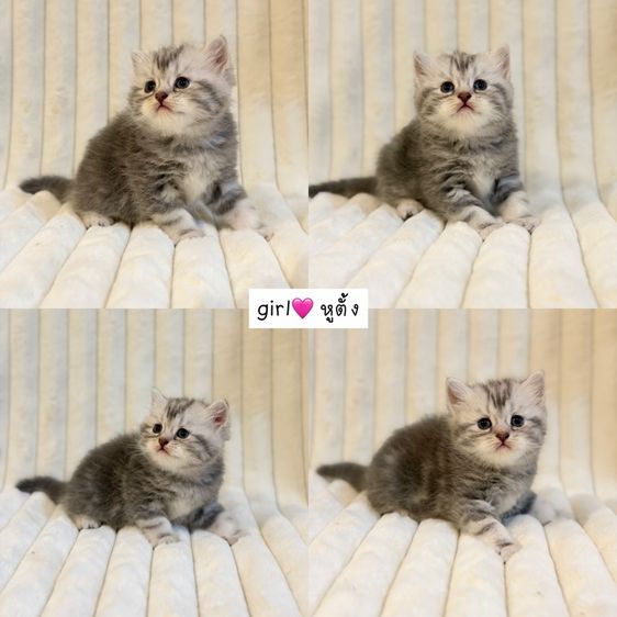 Scottish Fold รูปที่ 5
