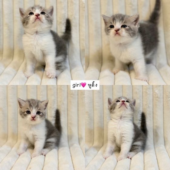 Scottish Fold รูปที่ 2